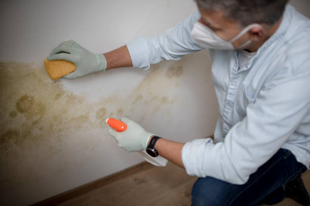 Best Commercial Mold Removal  in Maywood Park, OR
