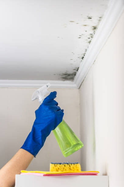Best Emergency Mold Removal  in Maywood Park, OR