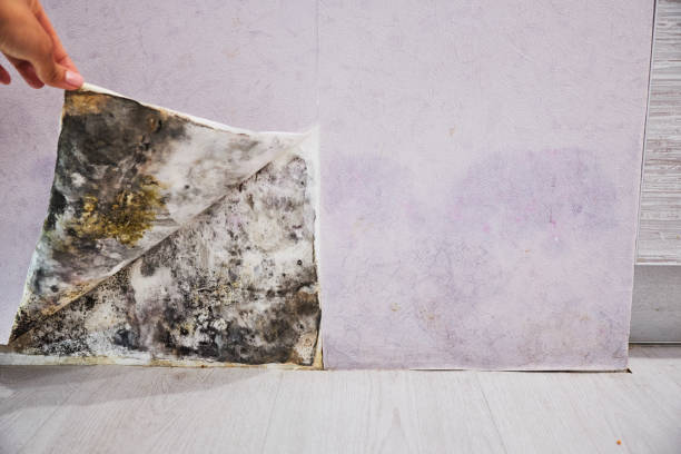 Best Water Damage Restoration  in Maywood Park, OR